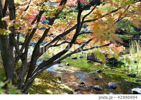 秋の白鳥庭園 秋の白鳥庭園 42990994