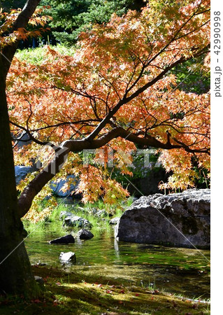 秋の白鳥庭園 42990998