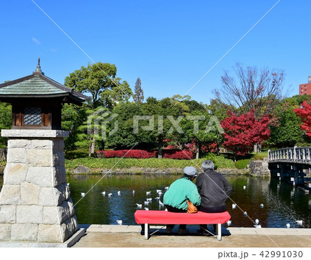秋の白鳥庭園 秋の白鳥庭園 42991030