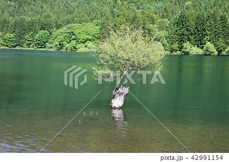 信州北竜湖夏 信州北竜湖夏 42991154