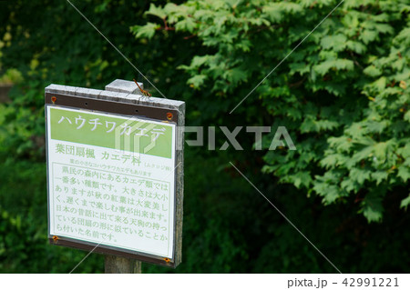 ハウチワカエデとトンボ 岩手県八幡平市 ハウチワカエデとトンボ 岩手県八幡平市 42991221