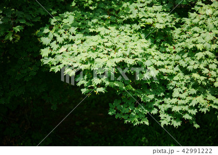 ハウチワカエデ　岩手県八幡平市 42991222