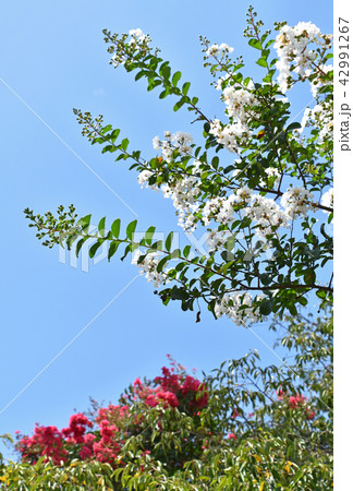 シロバナサルスベリ（白花百日紅） 42991267