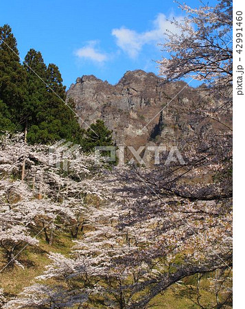 妙義山さくらの里 妙義山さくらの里 42991460