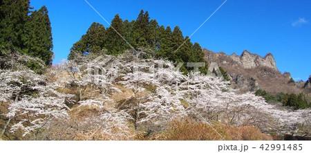 妙義山さくらの里 妙義山さくらの里 42991485