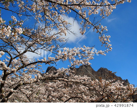 妙義山さくらの里 妙義山さくらの里 42991874