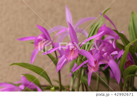 タイワントキソウ 42992671