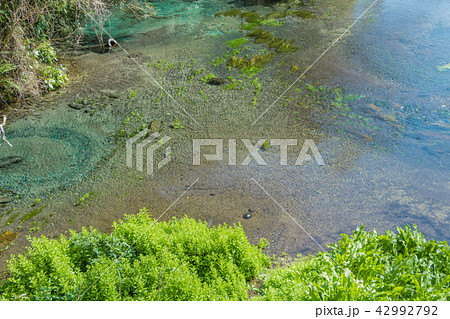 静岡県駿東郡の柿田川湧水公園 名水100選 静岡県駿東郡の柿田川湧水公園 名水100選 42992792