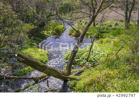 静岡県駿東郡の柿田川湧水公園 名水100選 静岡県駿東郡の柿田川湧水公園 名水100選 42992797