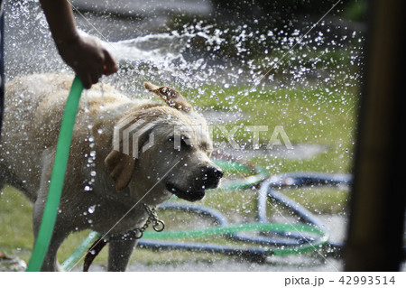ラブラドールレトリバー ラブラドール レトリバー 犬 dog わんこ ペット 水遊び ラブラドールレトリバー ラブラドール レトリバー 犬 dog わんこ ペット 水遊び 42993514