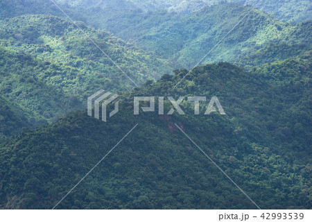 Tropical evergreen forest mountain Tropical evergreen forest mountain 42993539