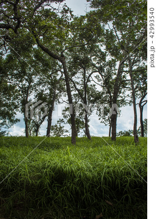 Dry evergreen forest with grass floor on ground Dry evergreen forest with grass floor on ground 42993540