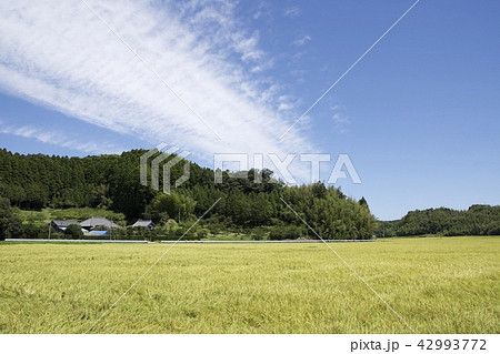 田舎の風景 8月 42993772