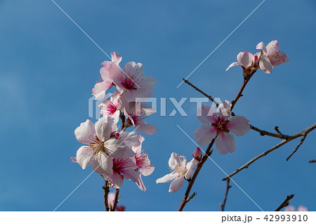 アーモンドの花　桜に似ている花 42993910