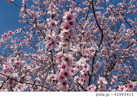 アーモンドの花 桜に似ている花の写真素材