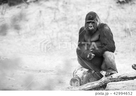 gorilla, silver back 42994652