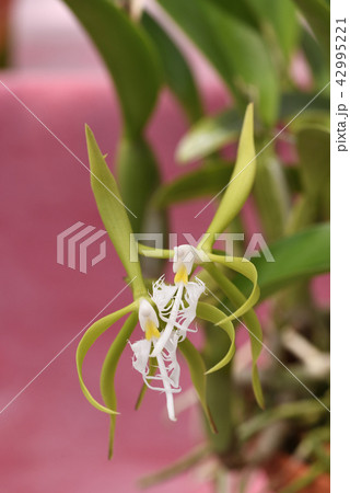 エピデンドラム・シリアレ 42995221