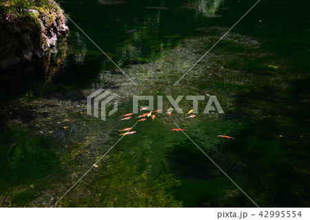 出流原弁天池へ行きました　　＃21 42995554