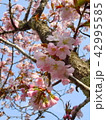 美唄市東明公園　桜 42995585