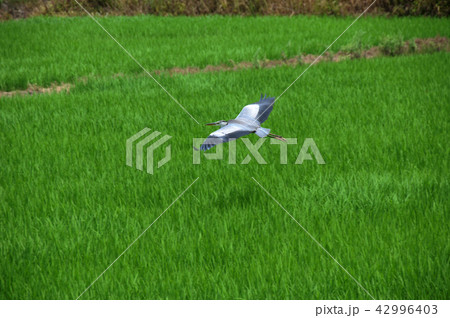 田圃に鷺 42996403