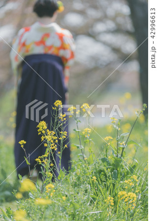 Sakura Sakura 42996613
