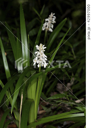 ノシラン ノシラン 42997000