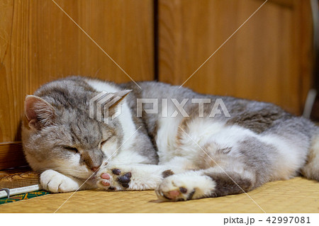 シニア猫 年寄り猫 お疲れ猫の写真素材 [42997081] - PIXTA