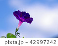 朝顔 42997242