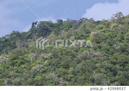 forest in thailand forest in thailand 42998037
