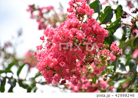 サルスベリ（百日紅） 42998246