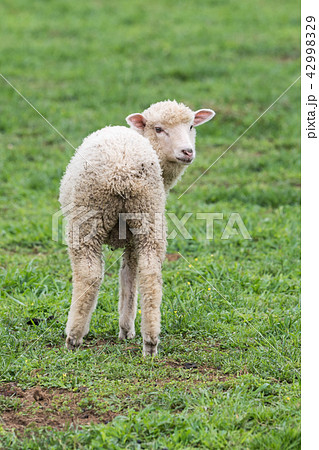 仔ヒツジ 42998329