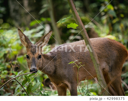 Roe deer in forest, Capreolus capreolus.  42998375