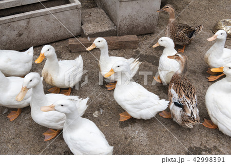 アヒル 42998391