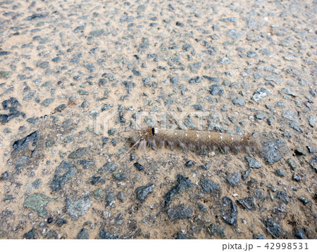 マツカレハ 42998531