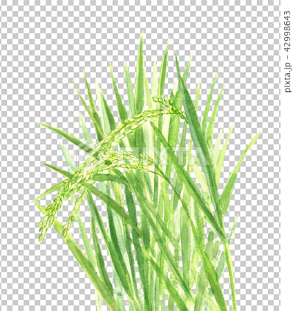 Inaho Inaho - Stock Illustration [42998643] - PIXTA