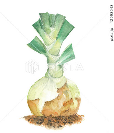 たまねぎ 新玉ねぎ たまねぎ 新玉ねぎ 42998648