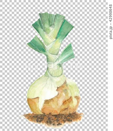 たまねぎ 新玉ねぎ たまねぎ 新玉ねぎ 42998648