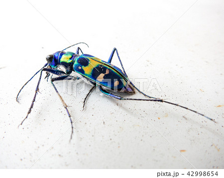 ハンミョウ 42998654