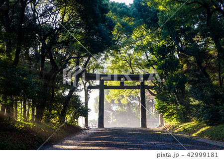 明治神宮 一の鳥居 42999181
