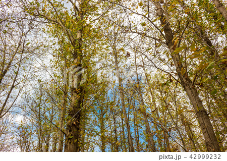 The Autumn Forest The Autumn Forest 42999232