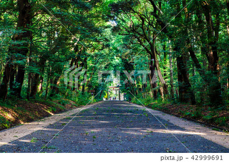 明治神宮 南参道 明治神宮 南参道 42999691