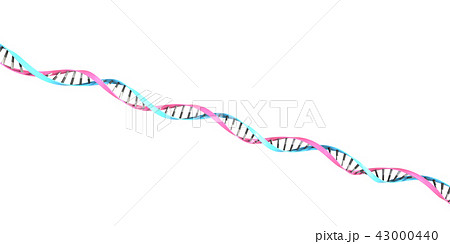 二重　螺旋イメージ 43000440