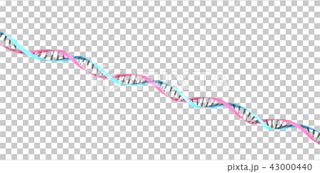 二重　螺旋イメージ 43000440