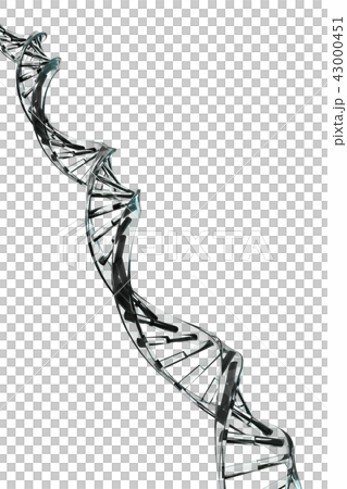 二重　螺旋イメージ 43000451