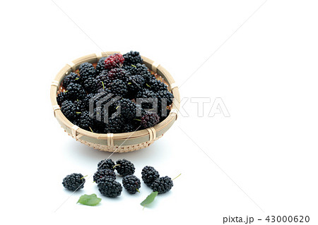 フルーツ　マルベリー　桑の実 43000620