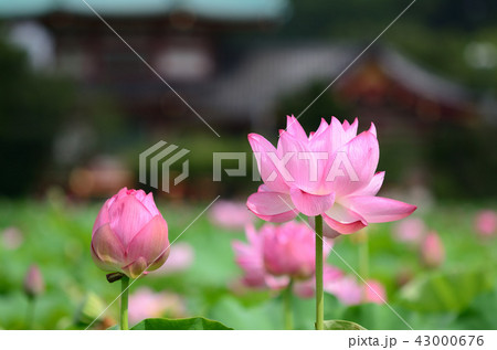 ハスの花 ハスの花 43000676