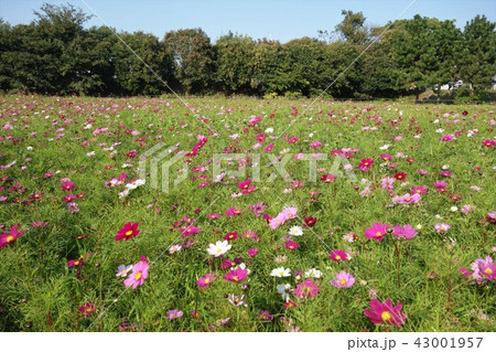 武庫川コスモス園の写真素材
