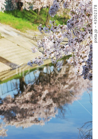 田原本の桜 43002378