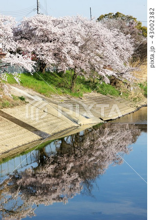 田原本の桜 43002382