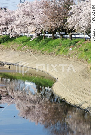 田原本の桜 田原本の桜 43002384